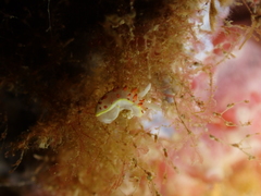 Diaphorodoris papillata