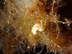 Diaphorodoris papillata