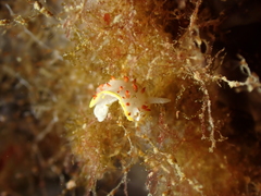 Diaphorodoris papillata