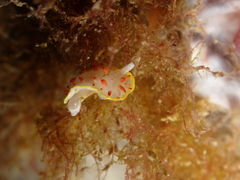 Diaphorodoris papillata