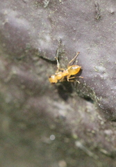 Gesomyrmex howardi