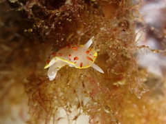 Diaphorodoris papillata