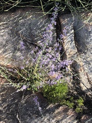 Amphithalea violacea