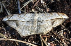 Chiasmia simplicilinea