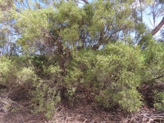 Geijera linearifolia