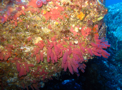 Haliclona mediterranea