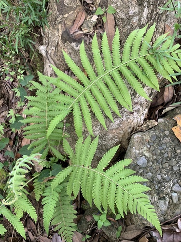 Christella parasitica