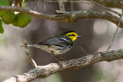 Setophaga chrysoparia