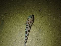 Thorogobius ephippiatus