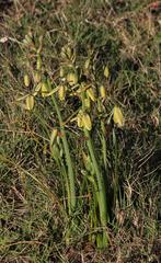 Albuca flaccida