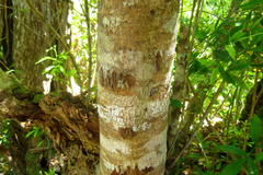 Platylophus trifoliatus