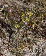 Albuca flaccida