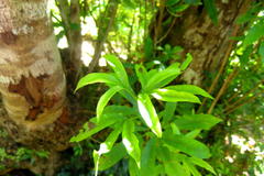 Platylophus trifoliatus