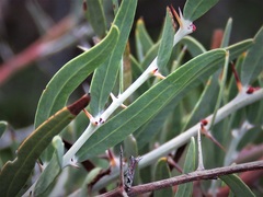 Acacia dempsteri