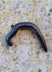 Ommatoiulus sabulosus