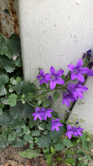 Campanula poscharskyana