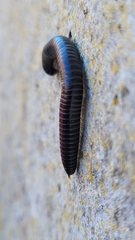 Ommatoiulus sabulosus