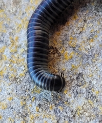 Ommatoiulus sabulosus