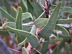 Acacia dempsteri