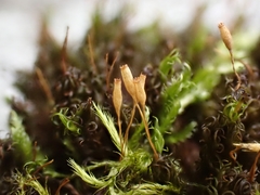 Ptychomitrium polyphyllum