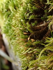 Ptychomitrium polyphyllum