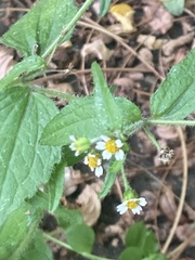 Galinsoga quadriradiata