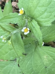 Galinsoga quadriradiata