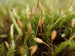 Ptychomitrium polyphyllum