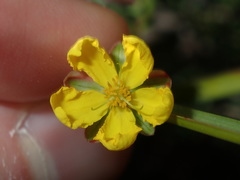 Hibbertia pedunculata