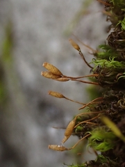 Ptychomitrium polyphyllum