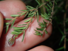 Hibbertia pedunculata