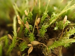 Ptychomitrium polyphyllum