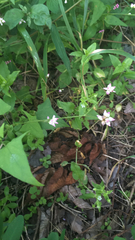 Persicaria thunbergii