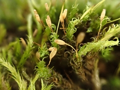 Ptychomitrium polyphyllum