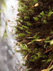 Ptychomitrium polyphyllum