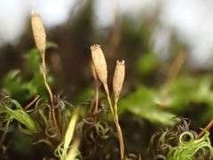 Ptychomitrium polyphyllum