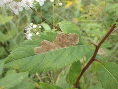 Agromyza valdorensis