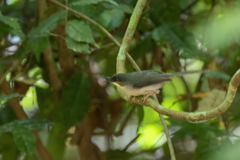 Apalis melanocephala