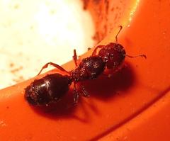 Atopomyrmex mocquerysi
