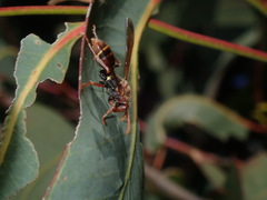 Polistes humilis humilis