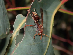Polistes humilis humilis