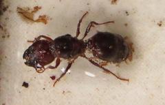 Atopomyrmex mocquerysi