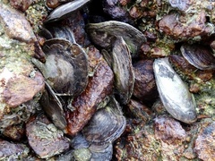 Isognomon isognomum