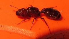 Atopomyrmex mocquerysi