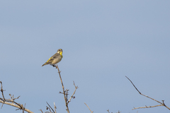 Crithagra citrinipectus