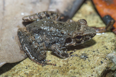 Limnonectes paramacrodon