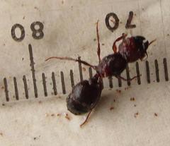 Atopomyrmex mocquerysi