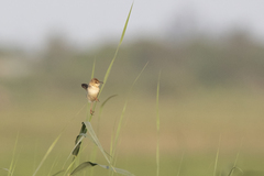 Cisticola galactotes