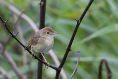 Cisticola brachypterus