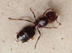 Atopomyrmex mocquerysi